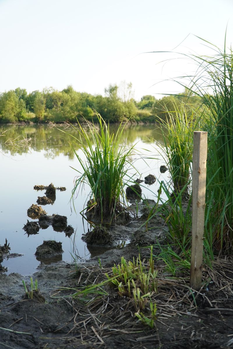 Pond Banks Weakened By Tunneling Pond Banks Weakened By Tunneling
