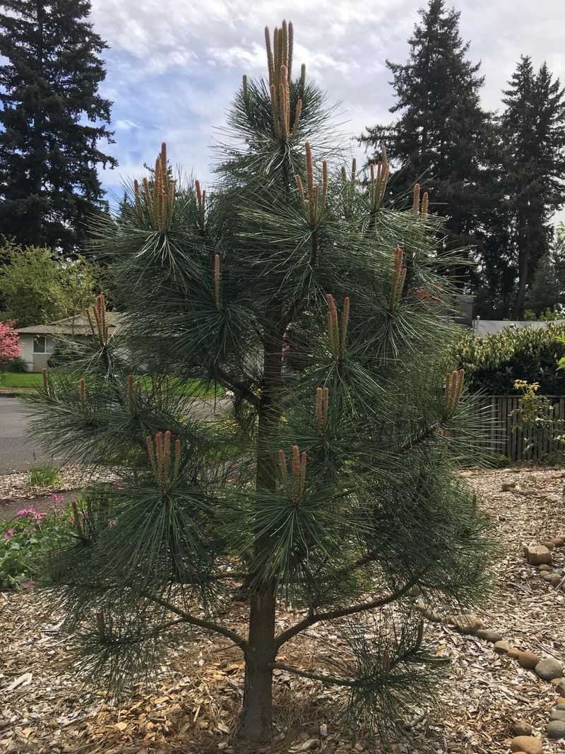 Ponderosa Pine Ponderosa Pine