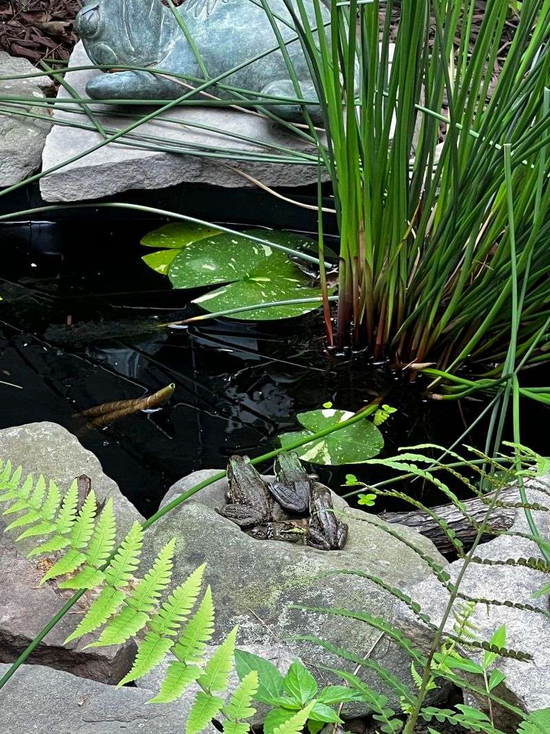 Ponds And Damp Spots Full Of Frogs Ponds And Damp Spots Full Of Frogs