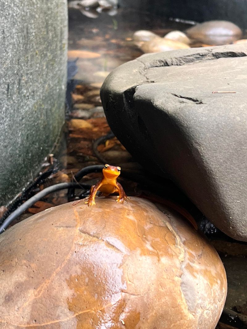 Ponds And Wet Areas Make Good Habitat