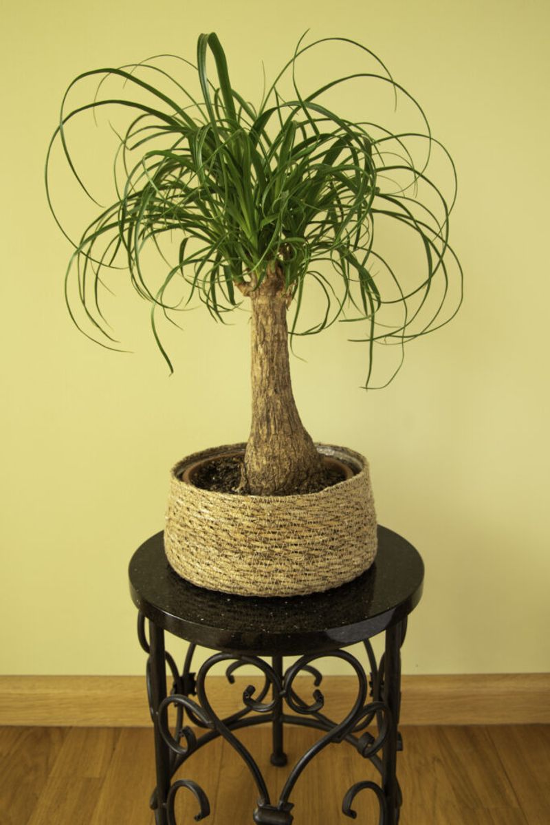 Ponytail Palm Grows At Its Own Steady Pace