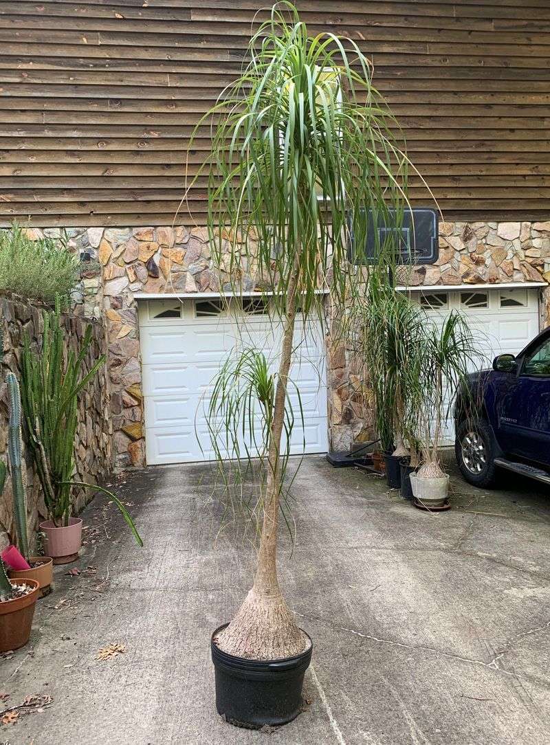 Ponytail Palm Stores Its Own Backup Water