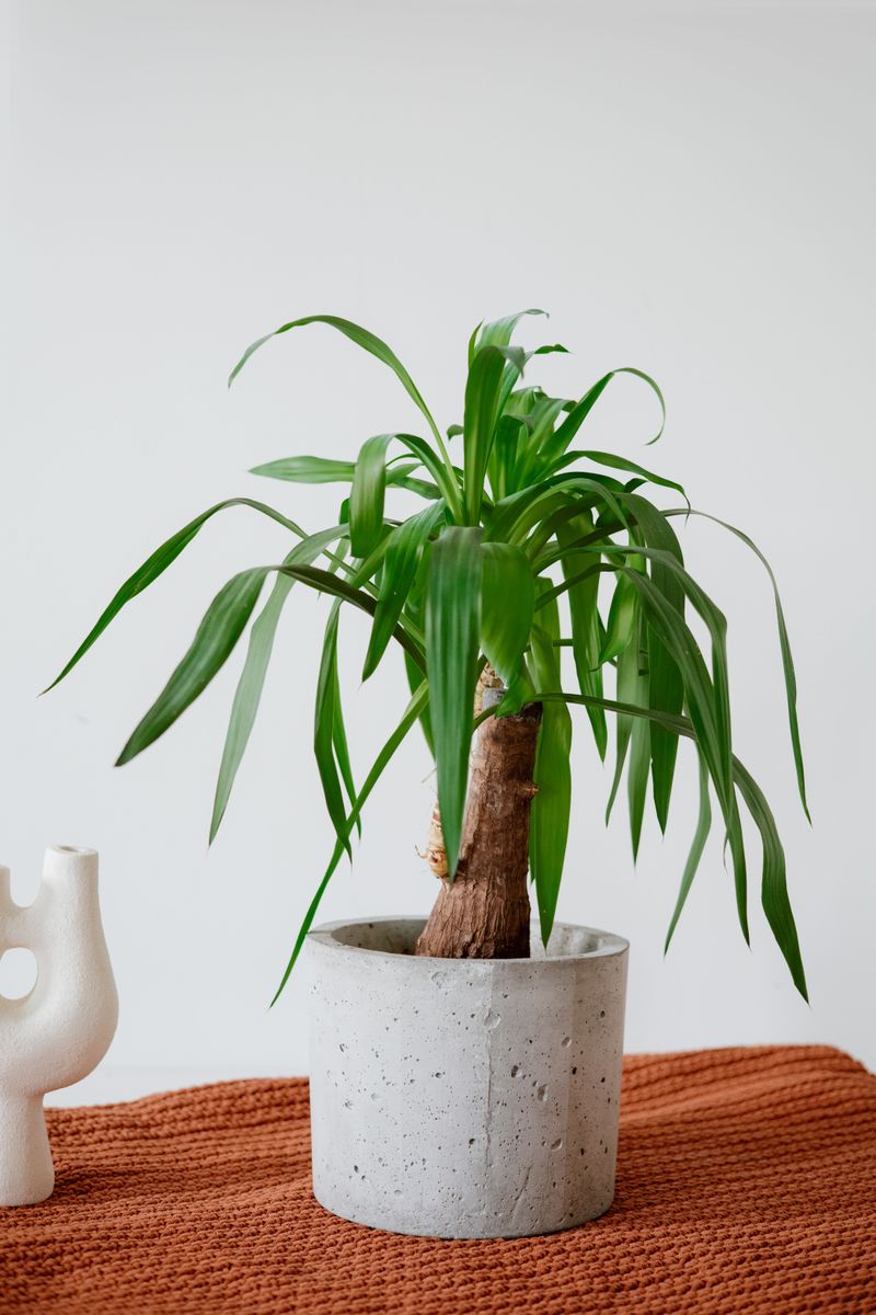 Ponytail Palm Ponytail Palm