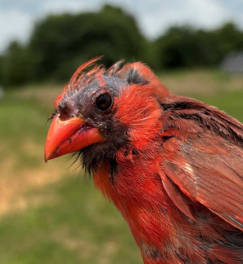 Poor Diet Is Weakening Their Feather Growth