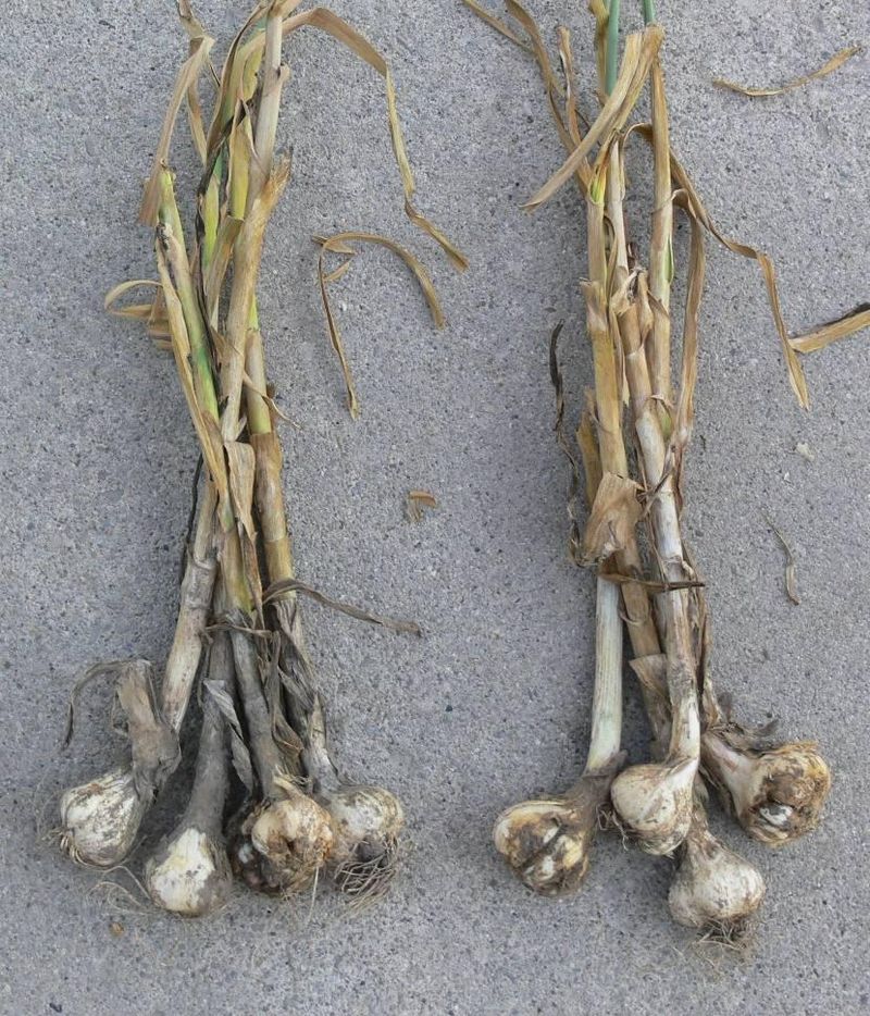 Poor Drainage Invites Rot Not Growth