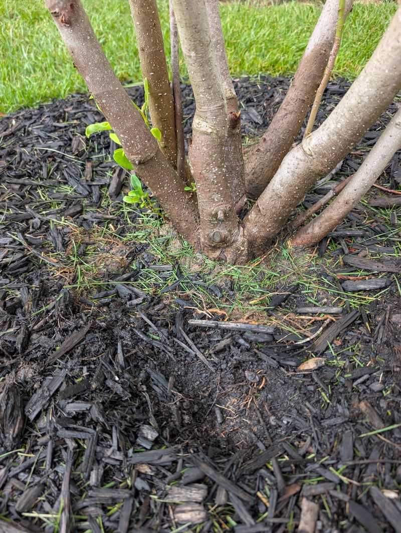 Poor Drainage Leaves Magnolia Roots Struggling Below The Surface Poor Drainage Leaves Magnolia Roots Struggling Below The Surface