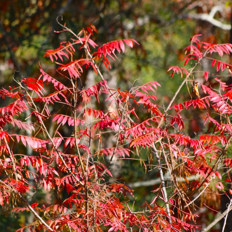 Poor Dry Soil Does Not Keep It From Growing Well