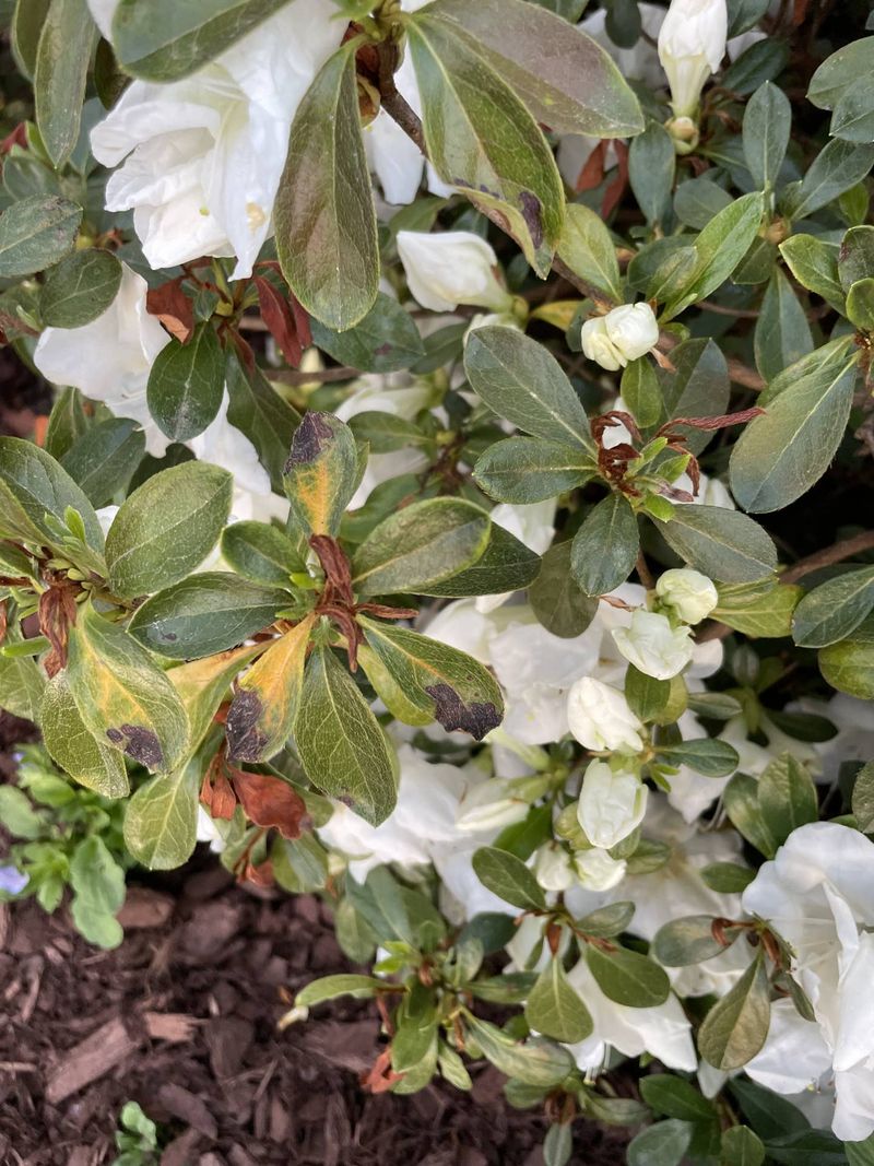 Poor Growth Can Reveal When A Shrub Needs A New Spot