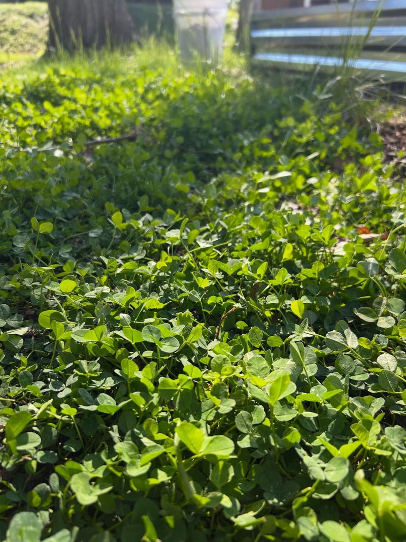 Poor Soil Chemistry Slows Turf While Weeds Shrug It Off