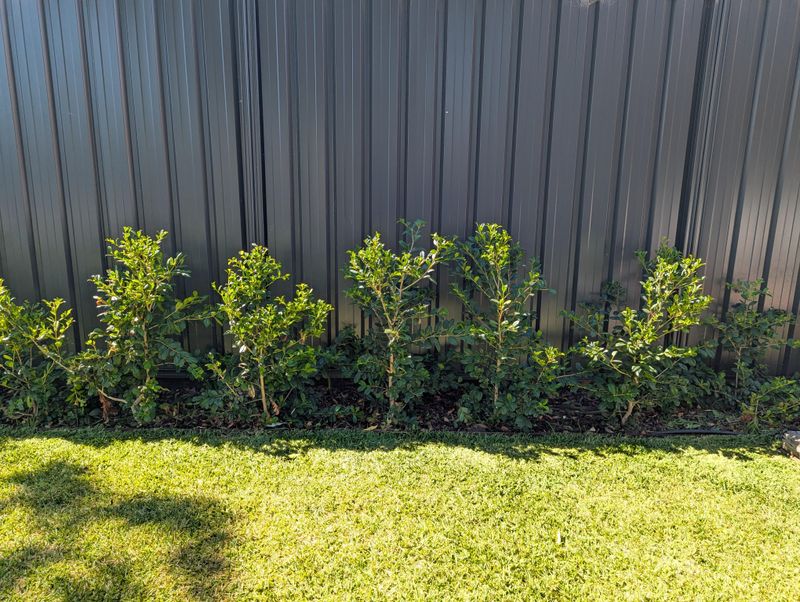 Poor Spacing Lets Fire Jump Between Plants