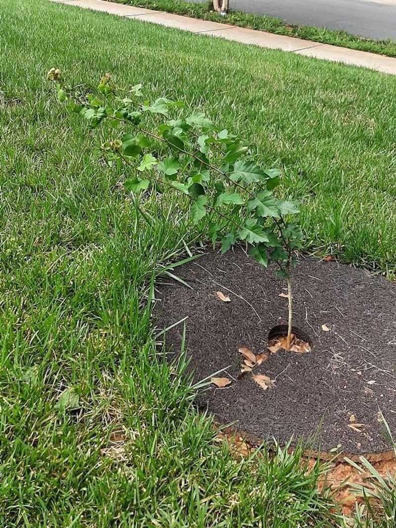Poor Staking Height Fails To Protect The Trunk Poor Staking Height Fails To Protect The Trunk
