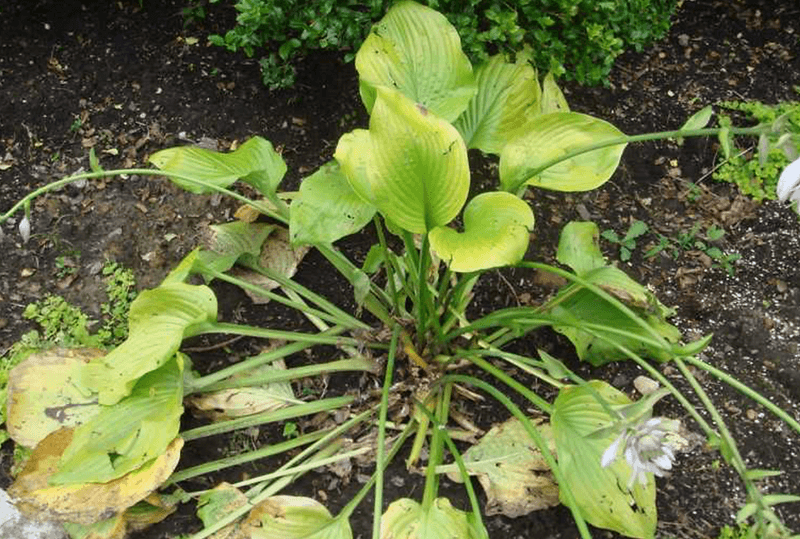 Poorly Drained Wet Spots