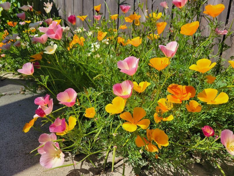 Poppies Reseed Easily Once Established Poppies Reseed Easily Once Established