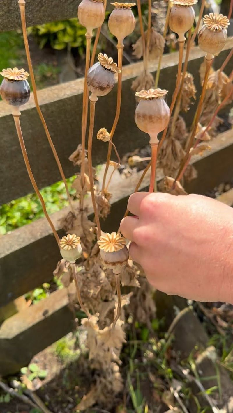 Poppy Pods That Rattle Like Tiny Pepper Shakers