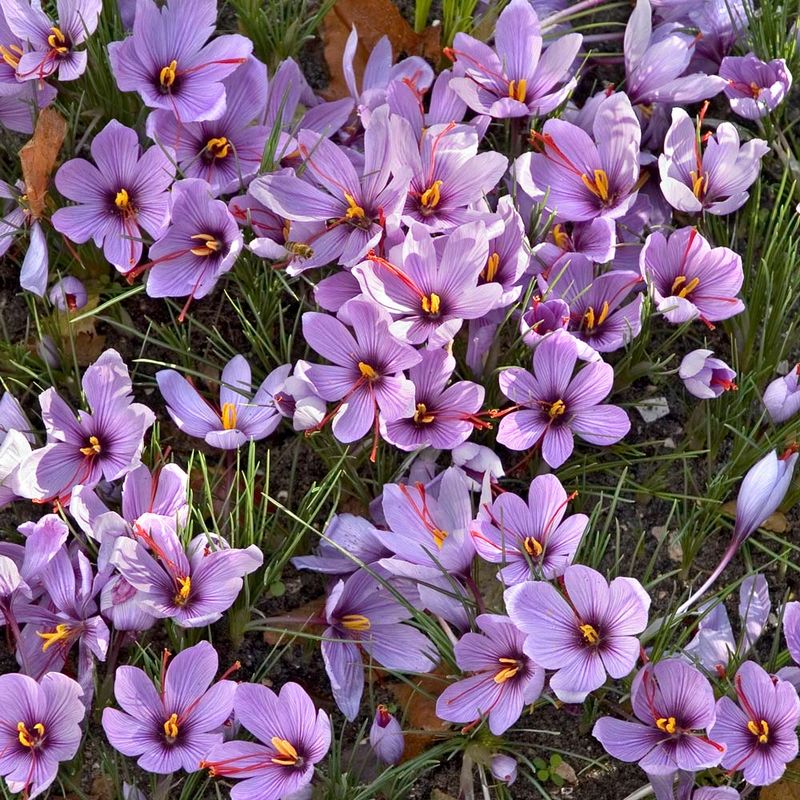 Popular Varieties Sell Out First