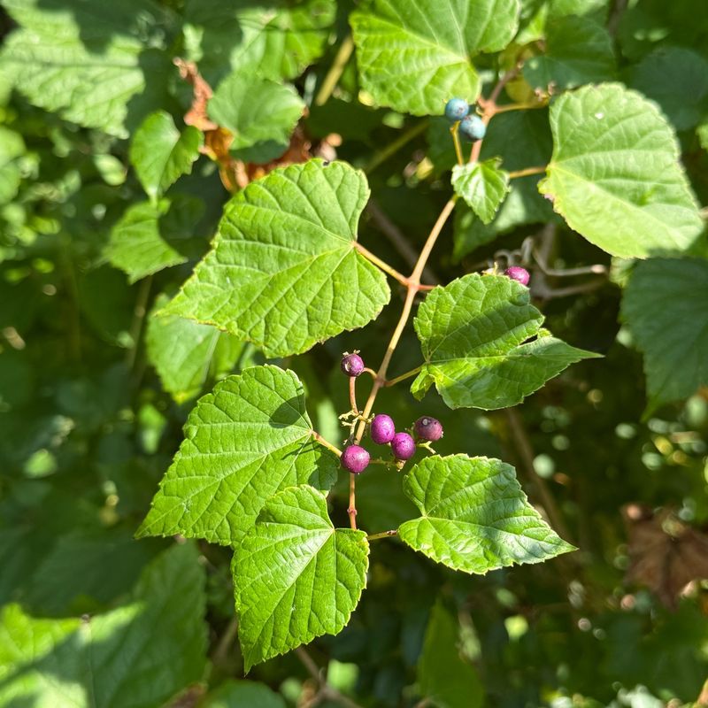 Porcelain Berry Grows Fast Once It Gets Established Porcelain Berry Grows Fast Once It Gets Established