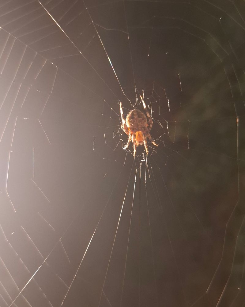Porch Lights Can Turn Webs Into Productive Hunting Spots Porch Lights Can Turn Webs Into Productive Hunting Spots