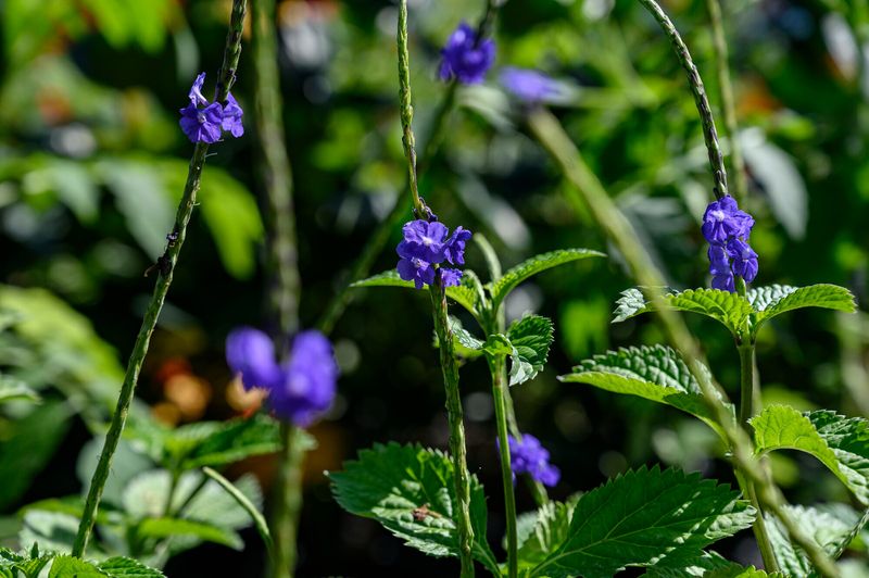 Porterweed Keeps Butterflies Coming All Season