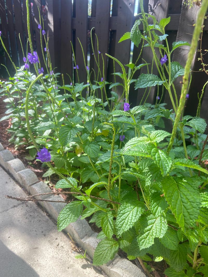 Porterweed Keeps Butterflies Coming Back