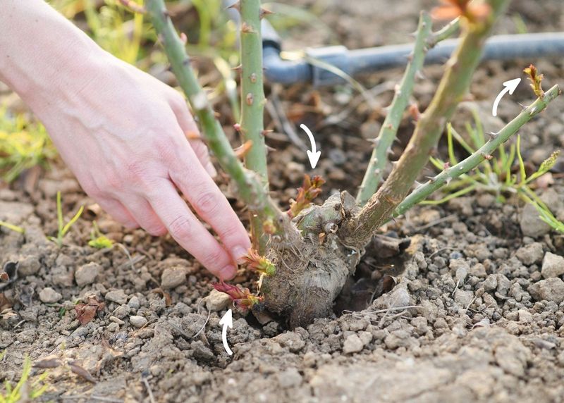 Position the graft or crown for the rose you bought Position the graft or crown for the rose you bought