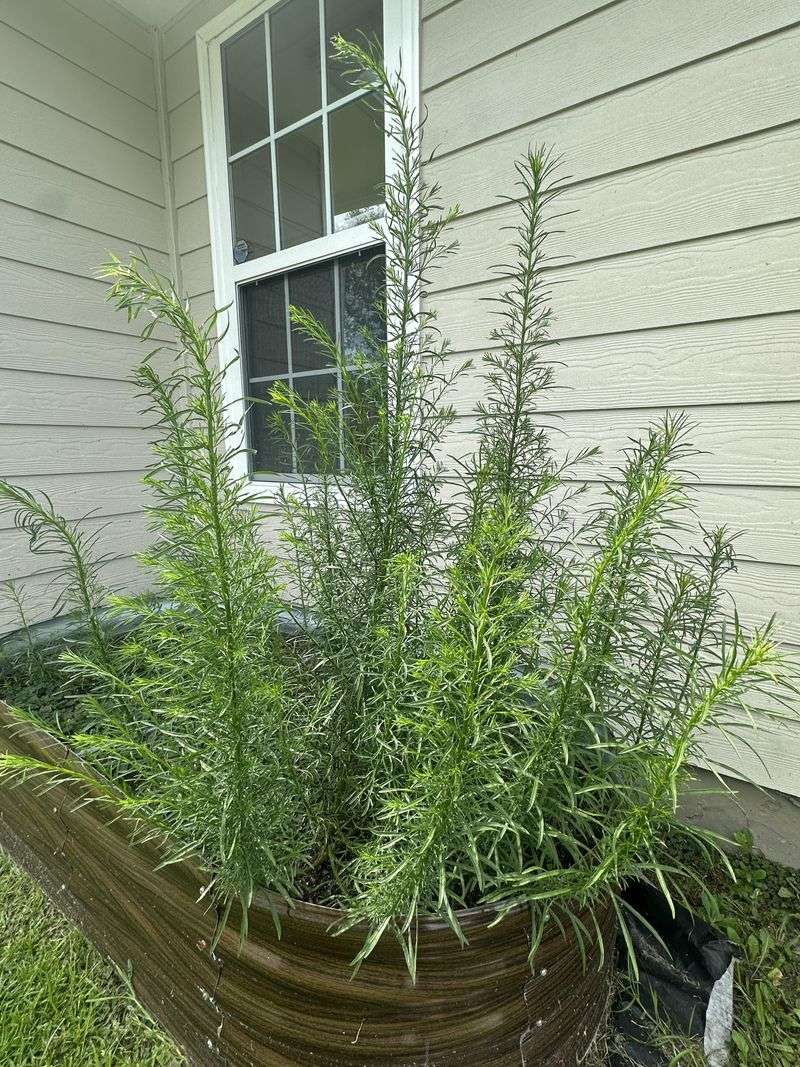Positioning A Rosemary Border For Maximum Effect