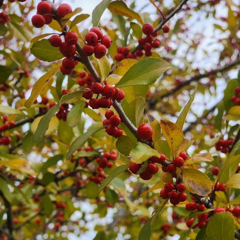 Possumhaw Holly Puts On A Colorful Seasonal Display