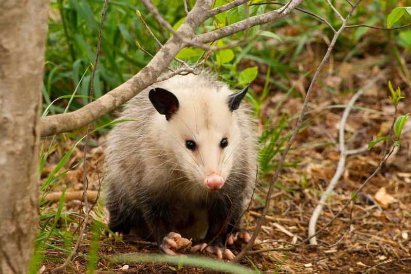 Possums Follow Easy Food Sources Possums Follow Easy Food Sources