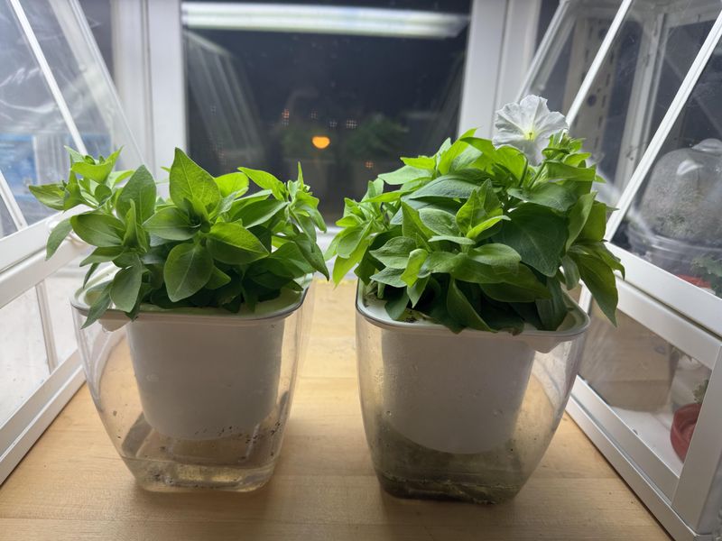 Pot Type And Size Change How Often To Water Pot Type And Size Change How Often To Water