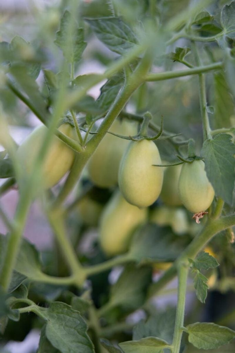 Potassium Sulfate Helps During Fruit Production Potassium Sulfate Helps During Fruit Production