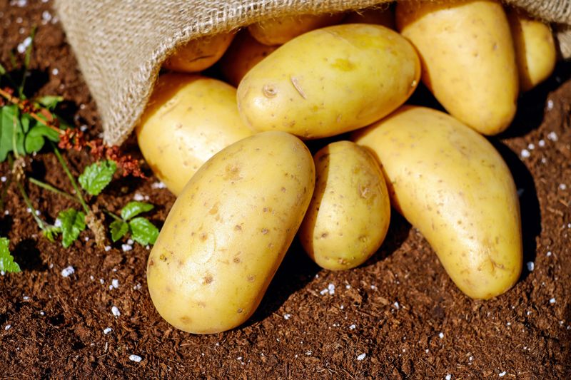 Potatoes And Their Shared Diseases Potatoes And Their Shared Diseases
