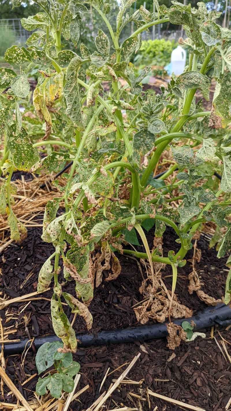 Potatoes Sulk And Produce Undersized Tubers