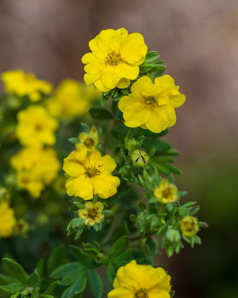Potentilla (Shrubby Cinquefoil) Potentilla (Shrubby Cinquefoil)