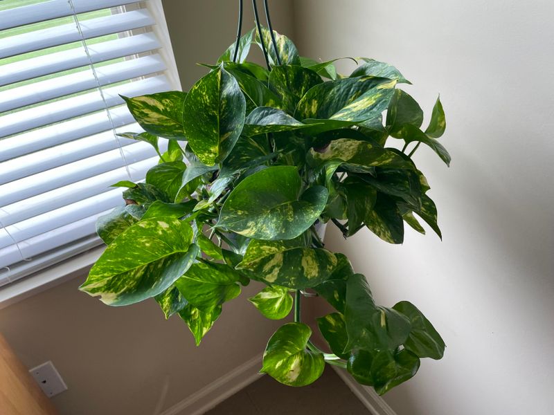 Pothos