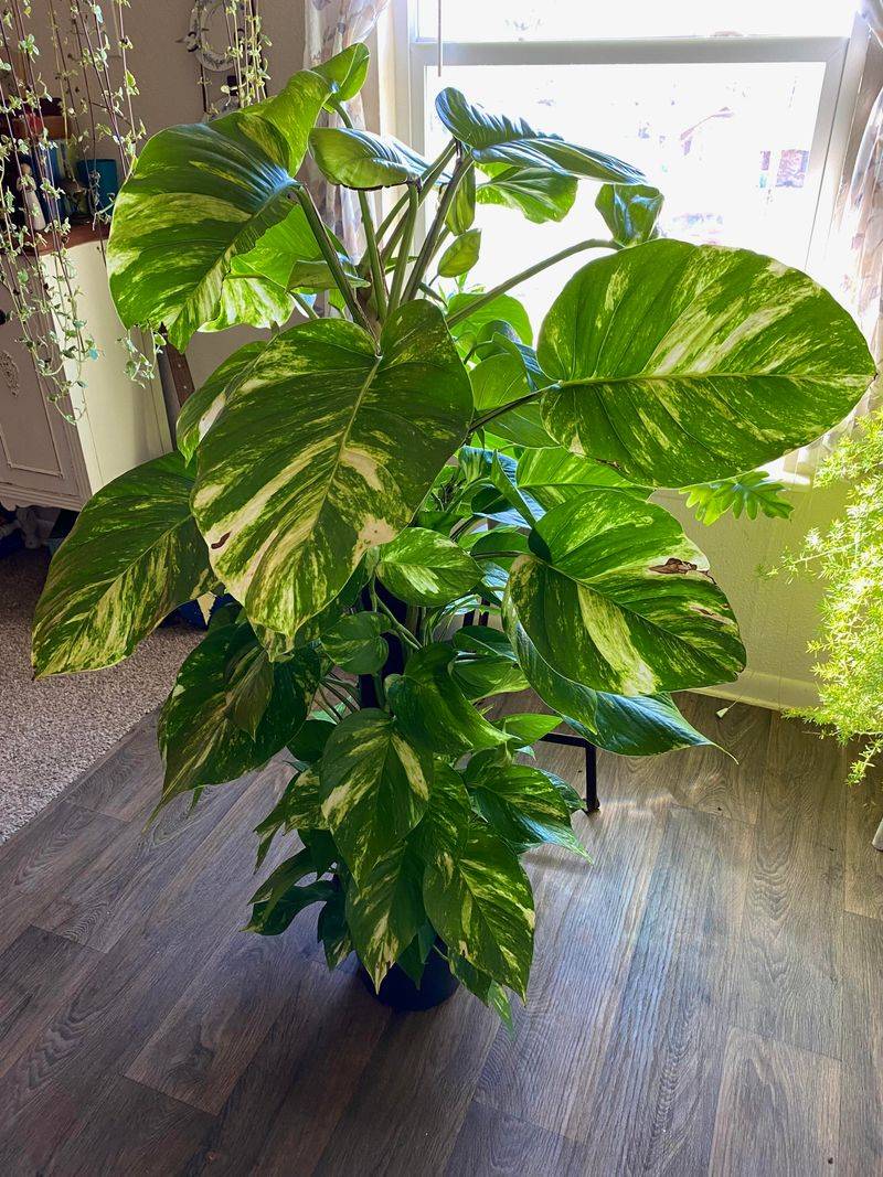 Pothos