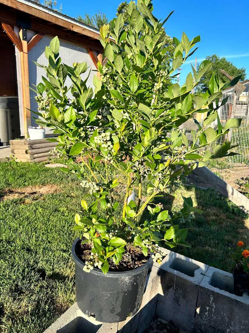 Potted Blueberries Deplete Soil Fastest Potted Blueberries Deplete Soil Fastest