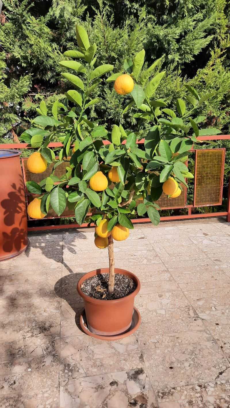 Potted Citrus Trees Dreaming Of Warmer Days
