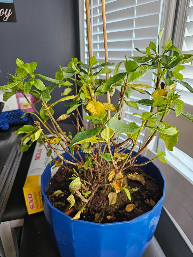 Potted Gardenias And Their Special Watering Needs
