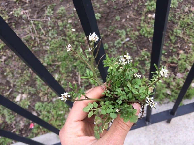 Potted Nursery Plants Sometimes Bring It Home Potted Nursery Plants Sometimes Bring It Home