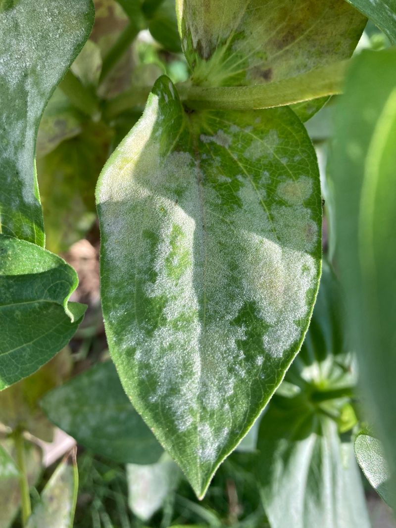 Powdery Mildew Rarely Ends The Show