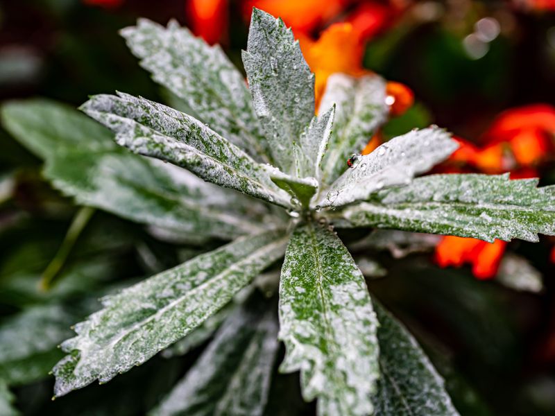 Powdery Mildew Settles In Fast