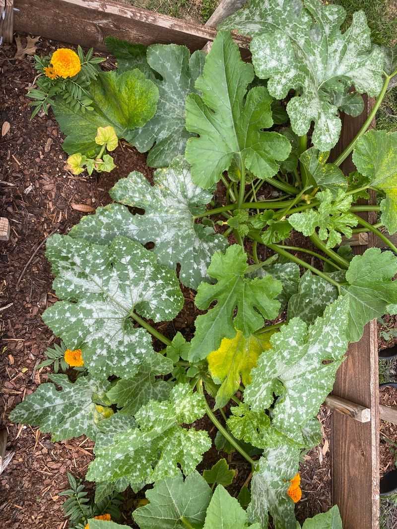 Powdery Mildew Spores Survive In Debris
