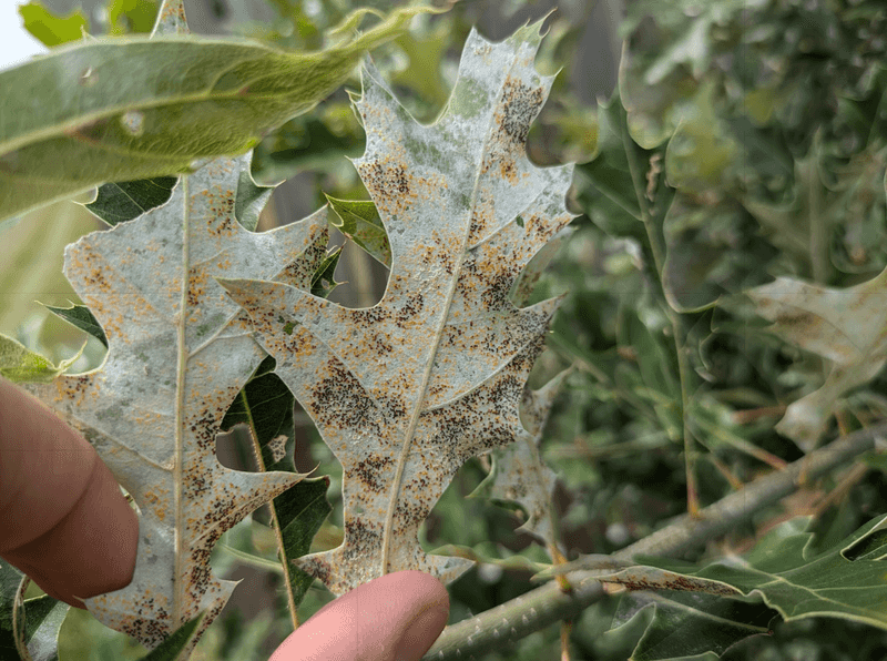 Powdery Mildew Still Shows Up Sometimes