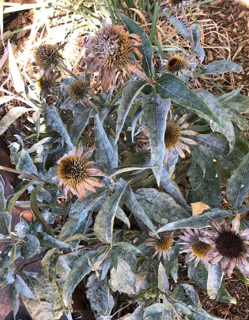 Powdery Mildew Turning Foliage Gray Then Brown Powdery Mildew Turning Foliage Gray Then Brown