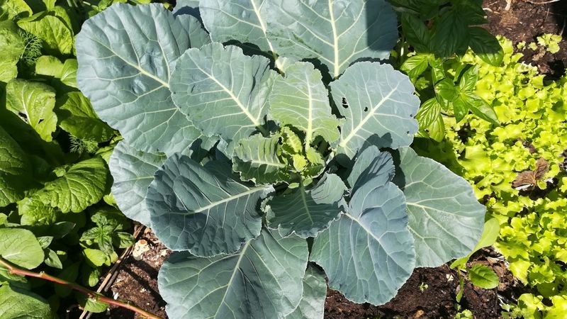 Powdery White Patches Mean Powdery Mildew Powdery White Patches Mean Powdery Mildew