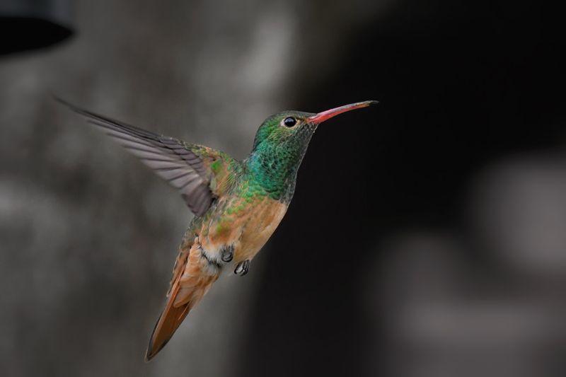 Powerful Wing Muscles That Never Rest