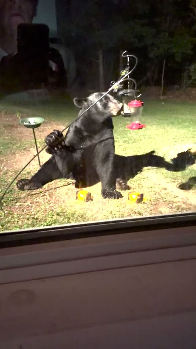 Practical Adjustments For Feeding Birds Without Attracting Bears Practical Adjustments For Feeding Birds Without Attracting Bears