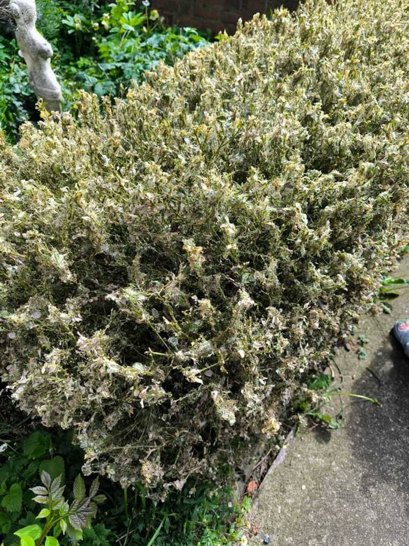 Practical Control Steps That Actually Save The Shrub Practical Control Steps That Actually Save The Shrub