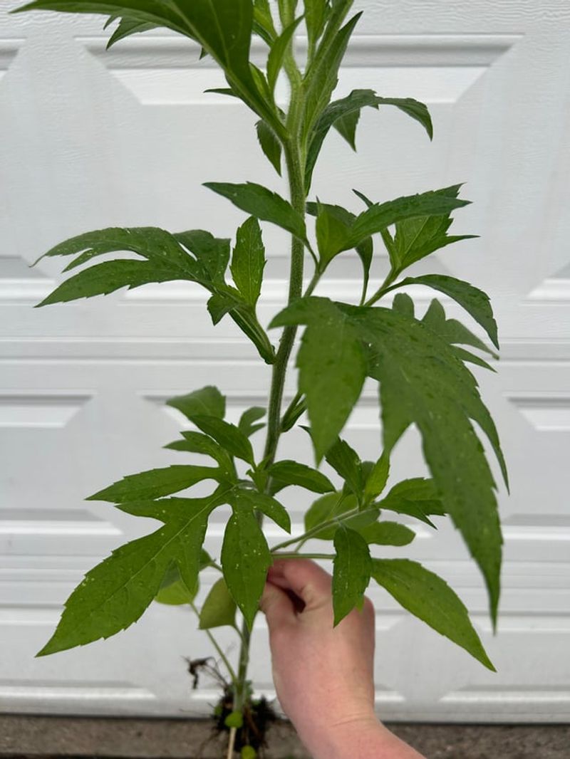 Practical Steps For Cutting Ragweed Exposure At Home