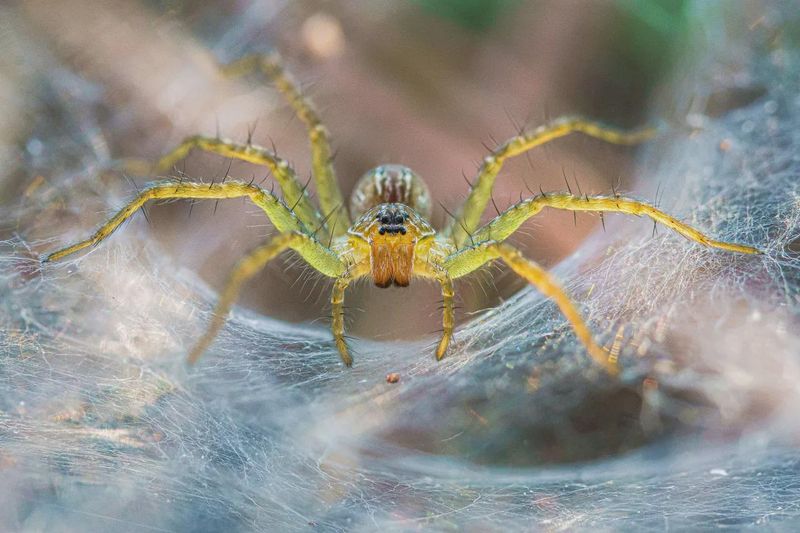 Practical Steps For Living With The Silk