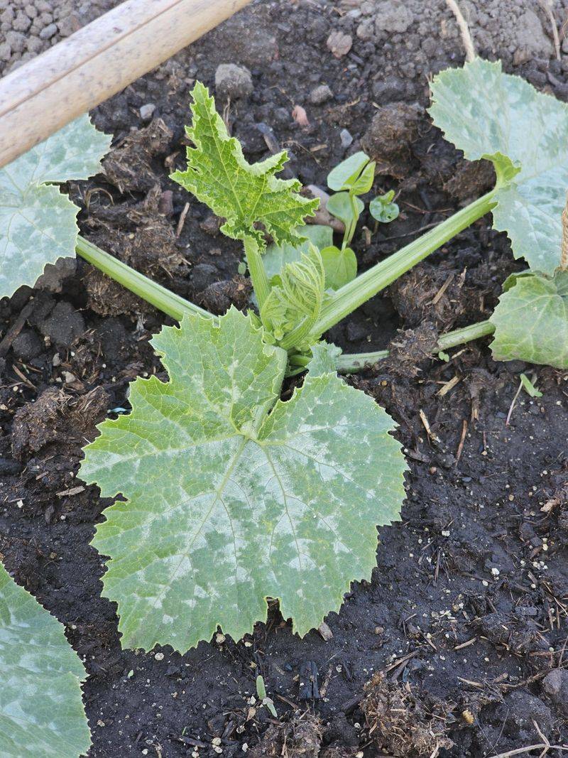 Practical Treatments That Slow The Spread Practical Treatments That Slow The Spread